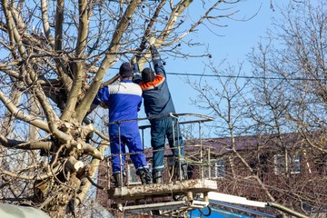 Things to Consider When Choosing a Tree Service